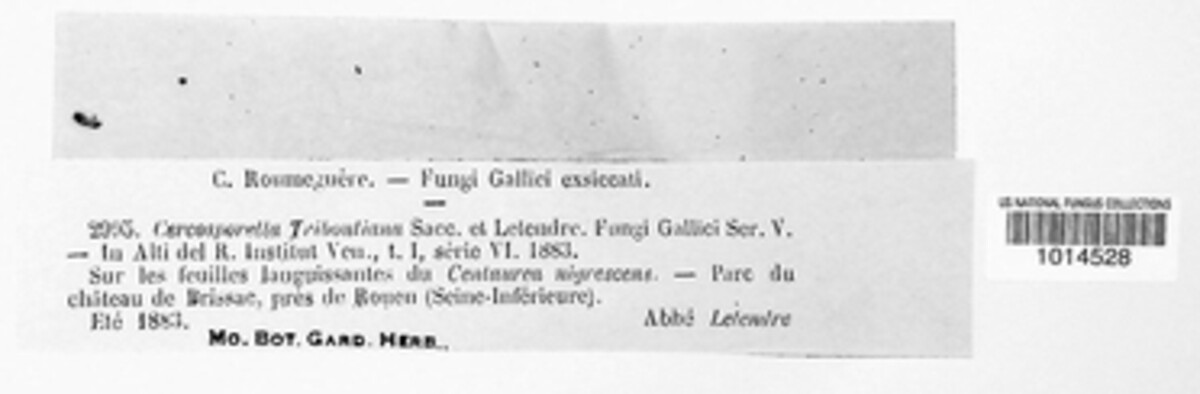 Ramularia triboutiana image